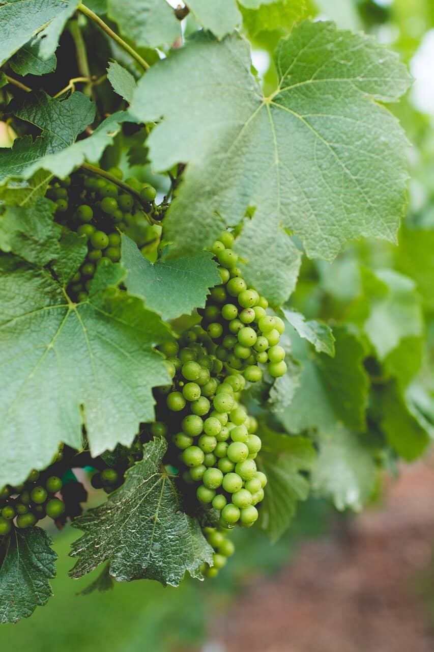 Wine Tasting Experience