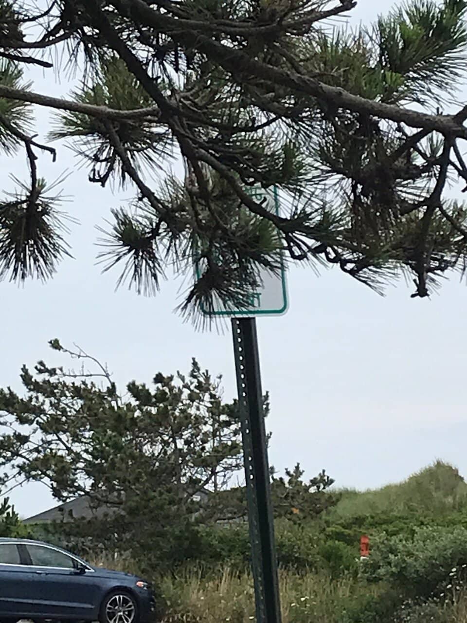 Dog-Friendly Zones