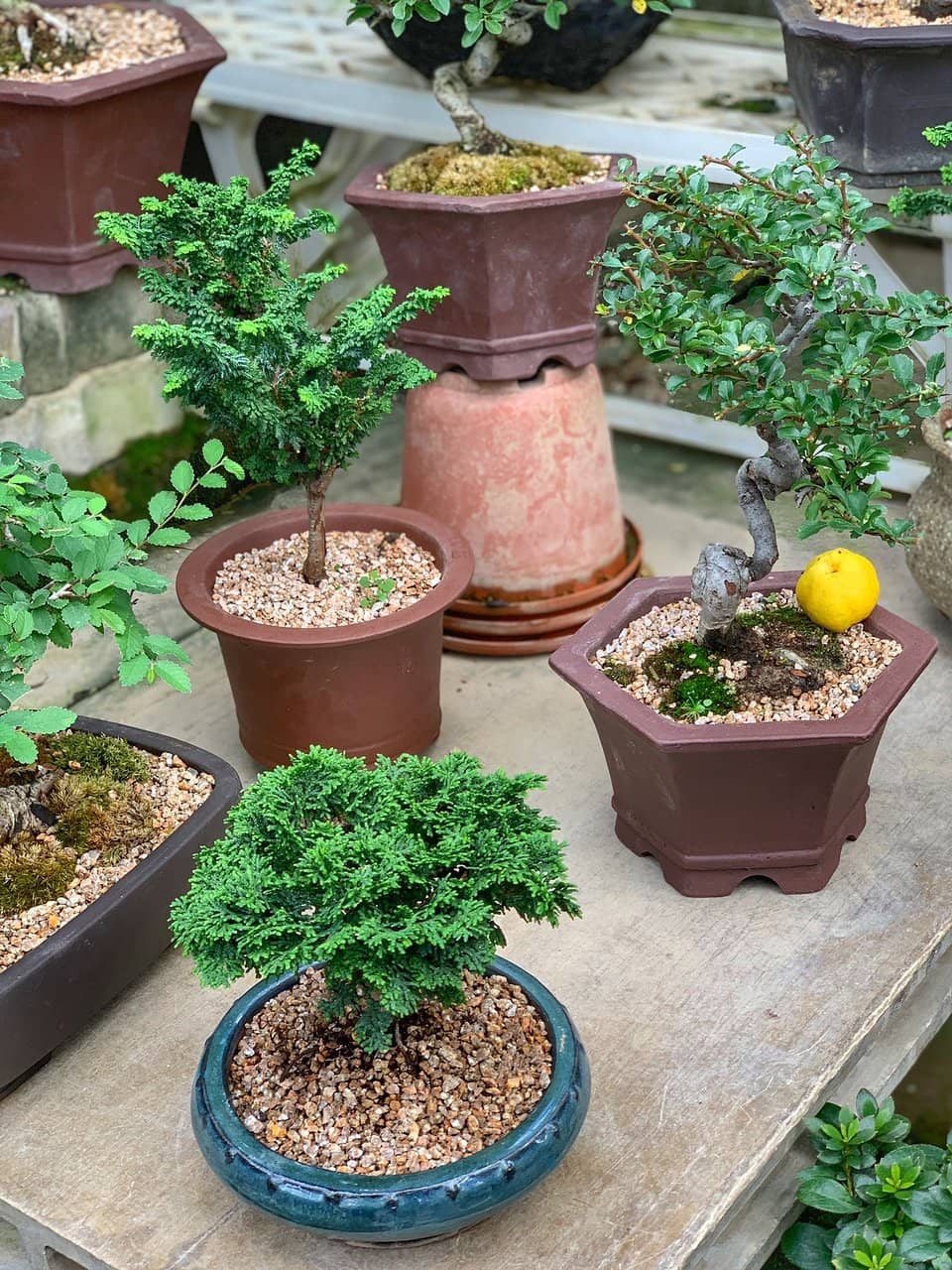 Diverse Plant and Succulent Selection