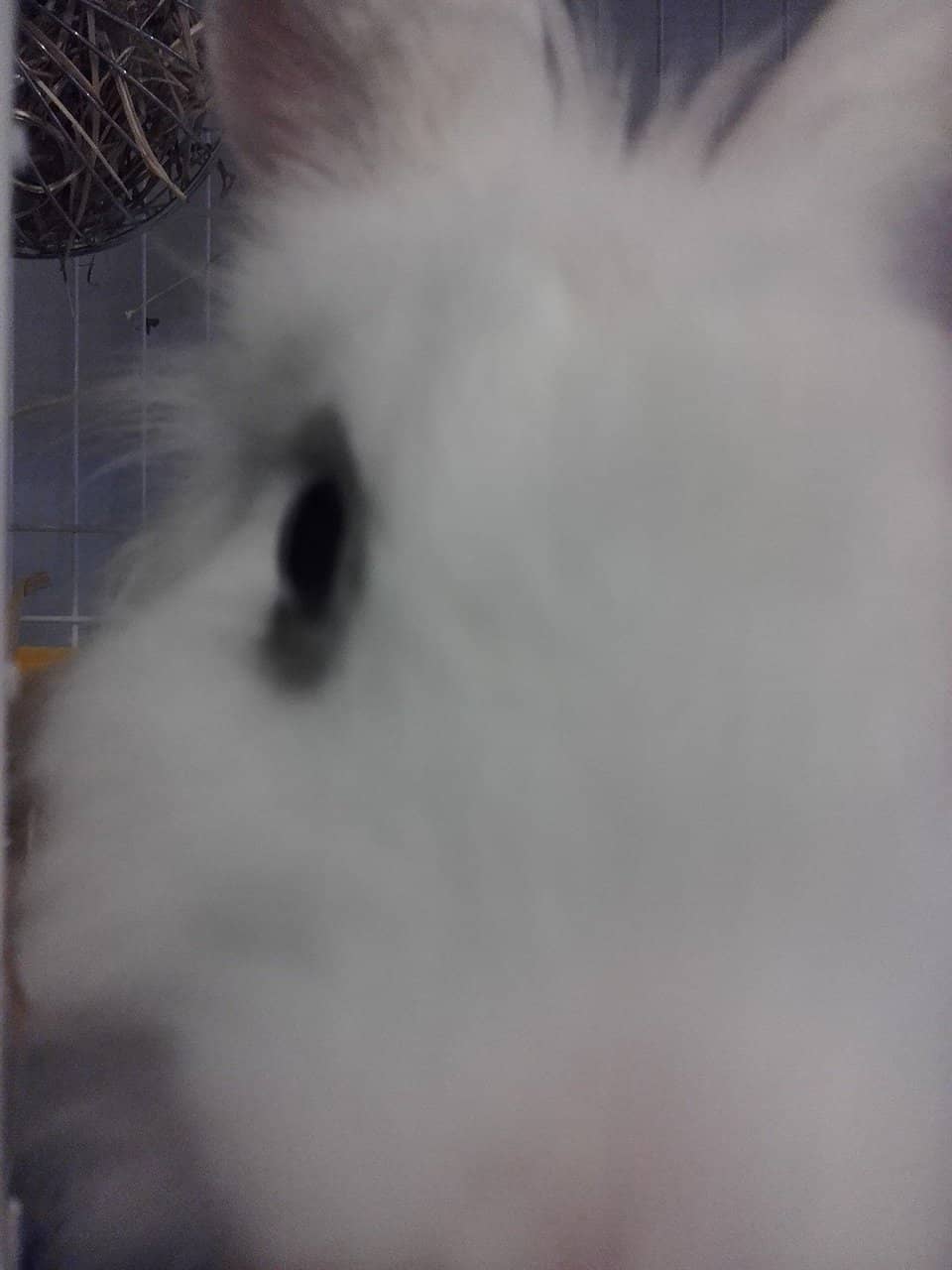 Free Rabbit Snacks