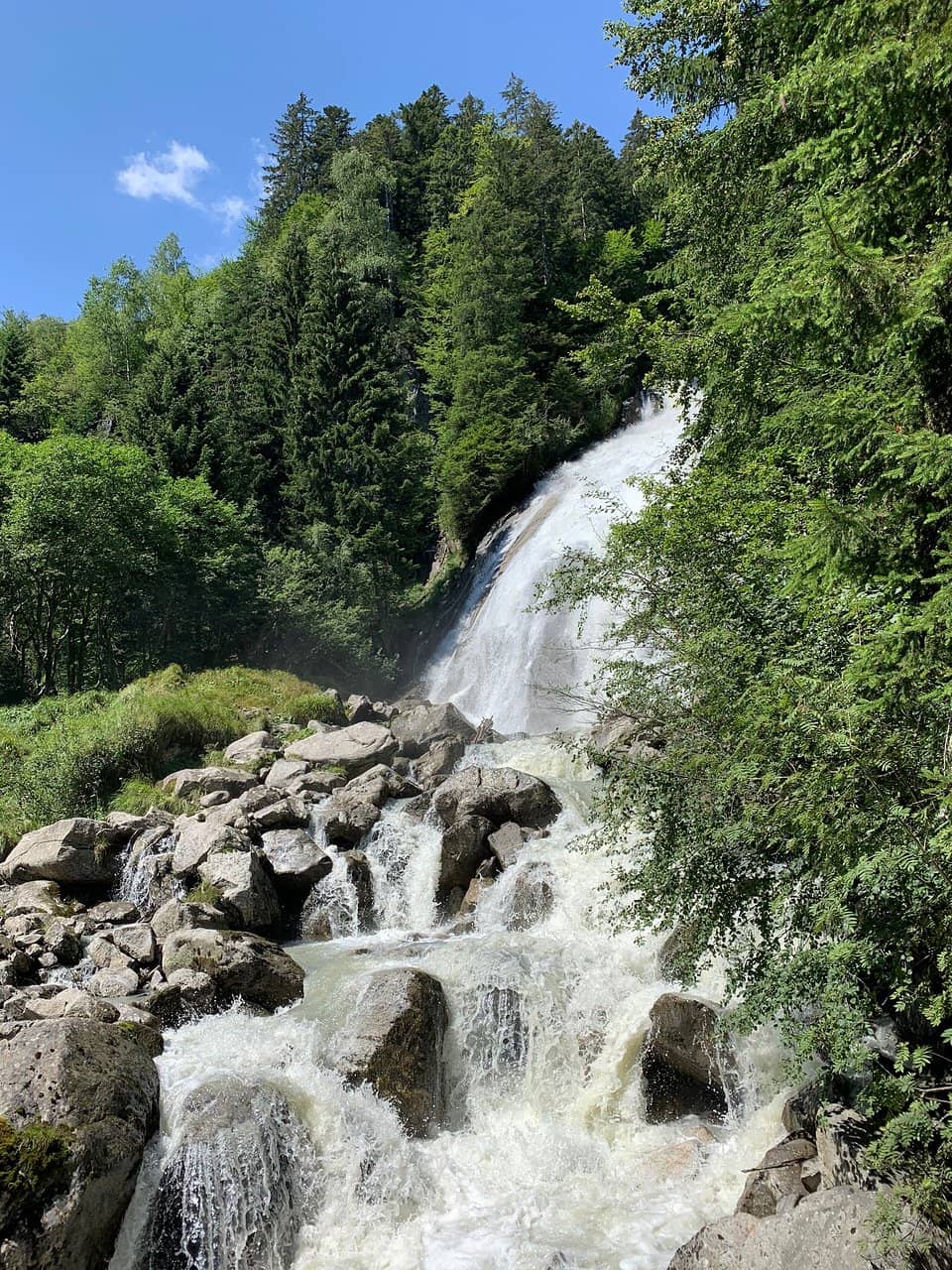 Enchanting Forest Trail