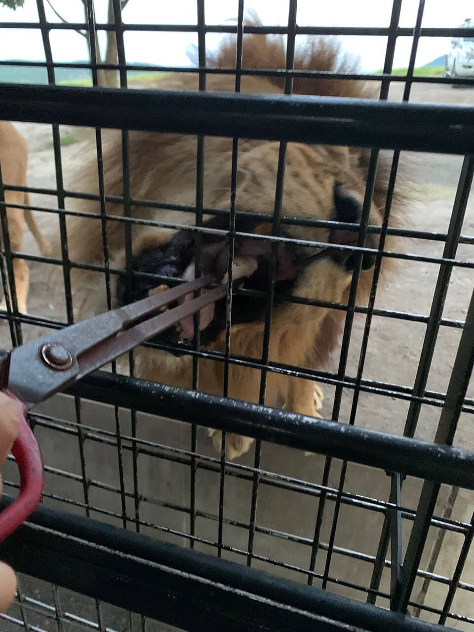 Animal Feeding Encounters