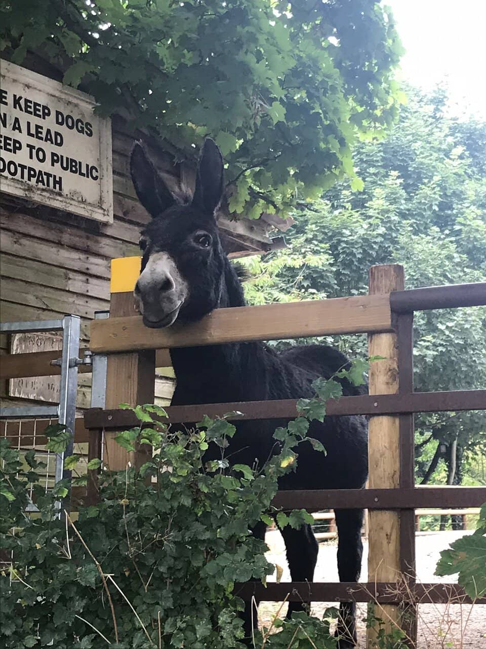 Friendly Donkey Encounters