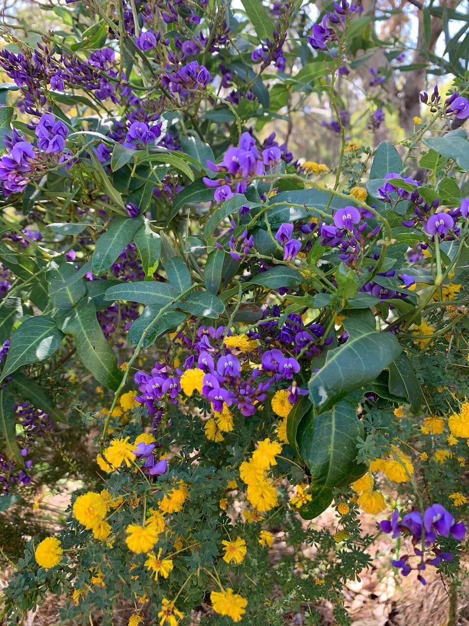 Zamia Trail