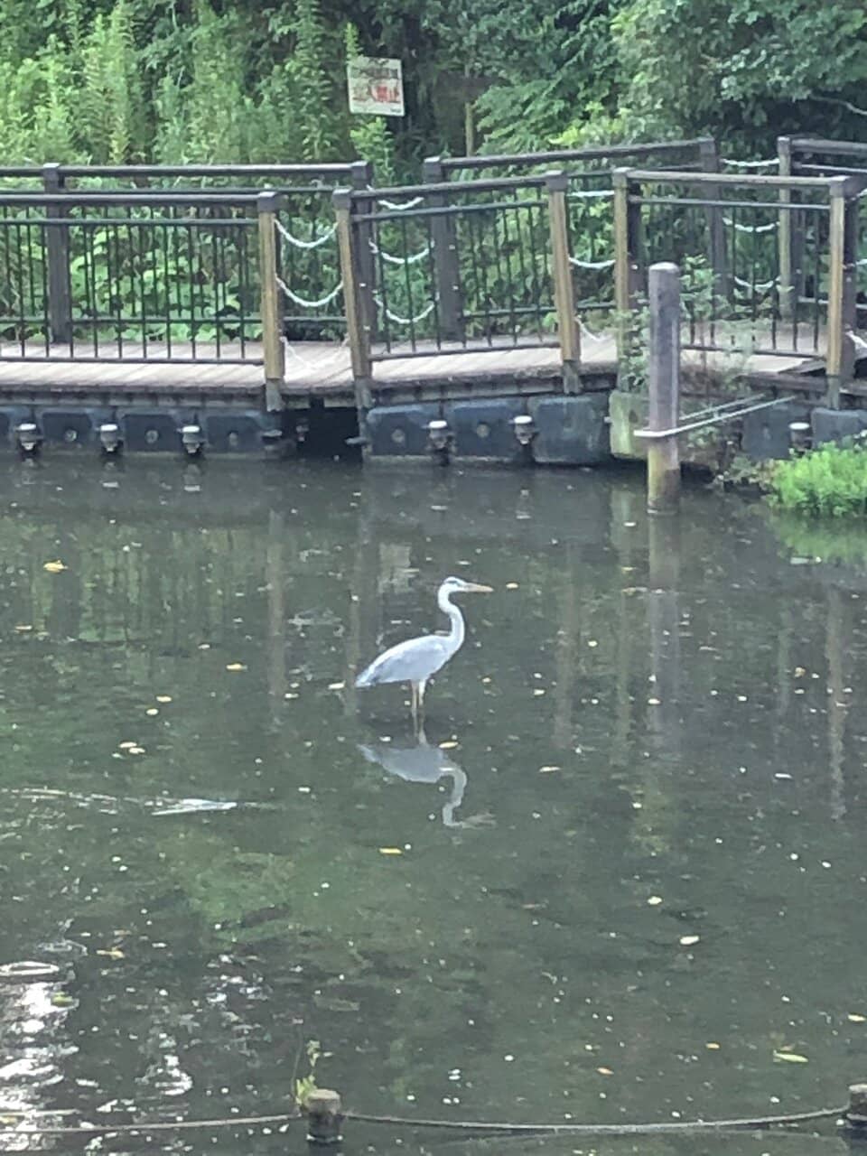Carp Pond