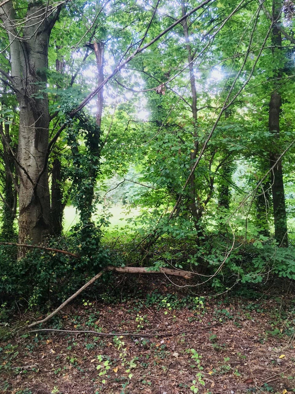 Picnic Areas