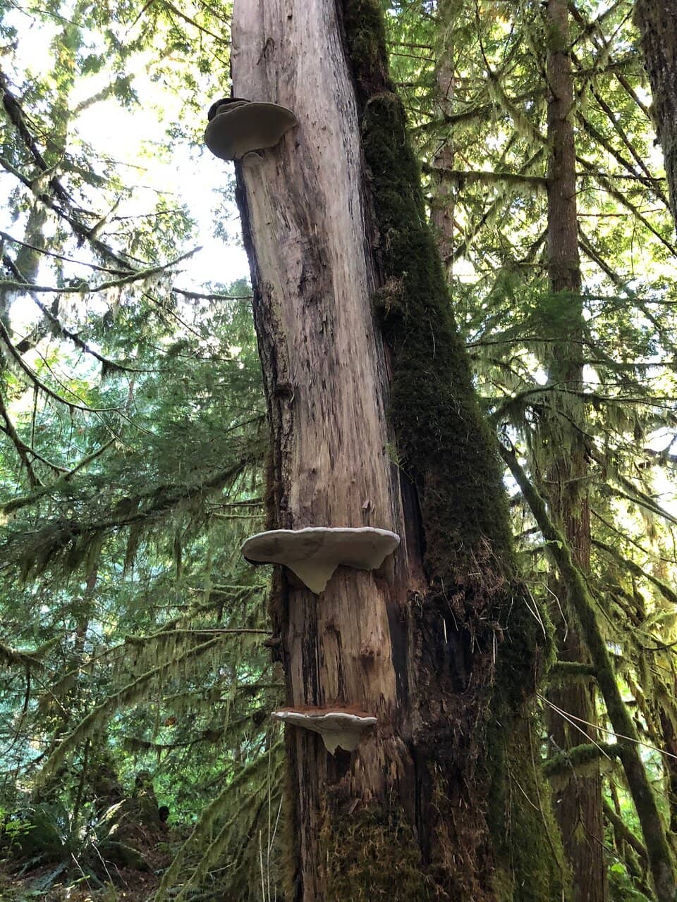 Lush Forest Trails