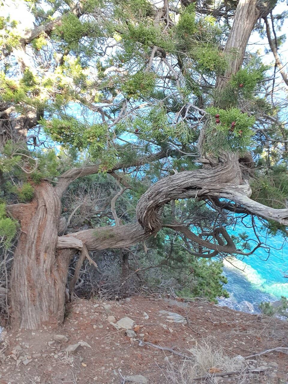 Snorkeling & Freediving