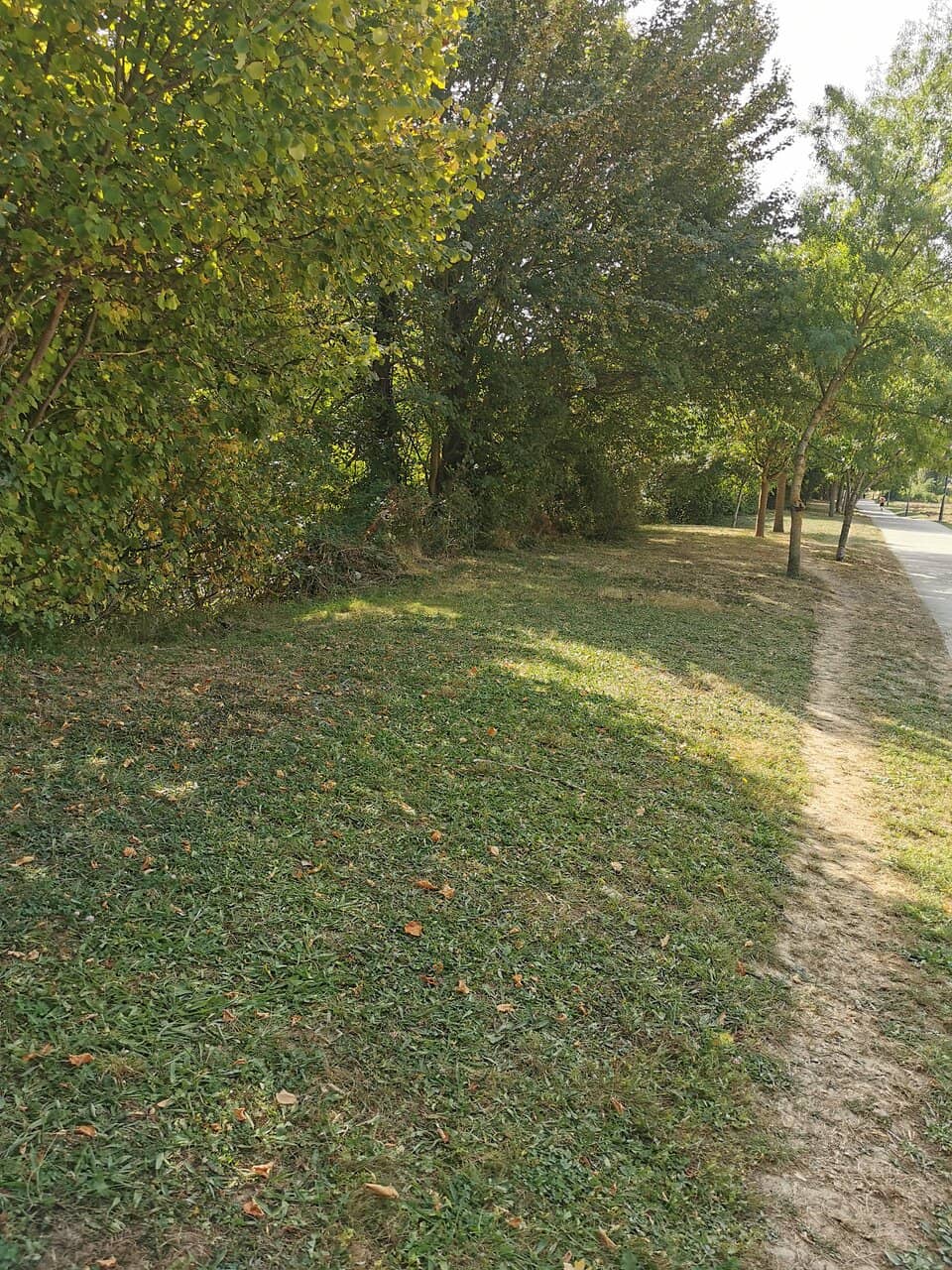 Lush Forest Trails