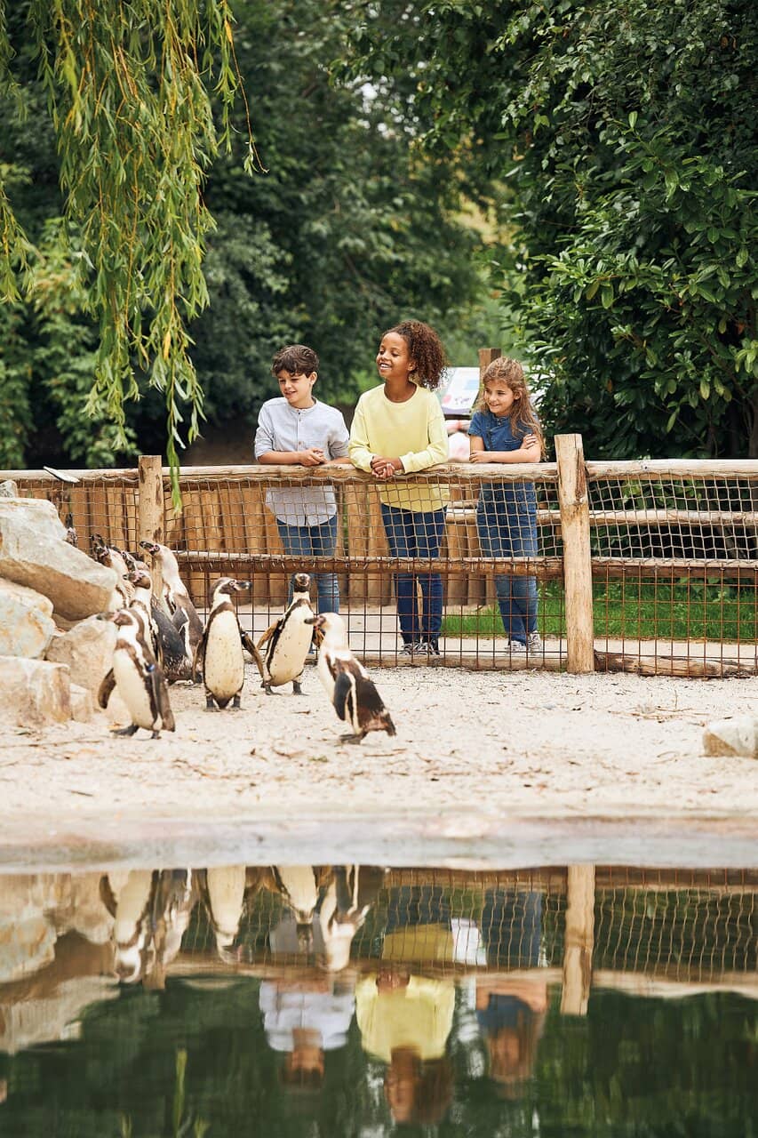 New Tiger Habitat