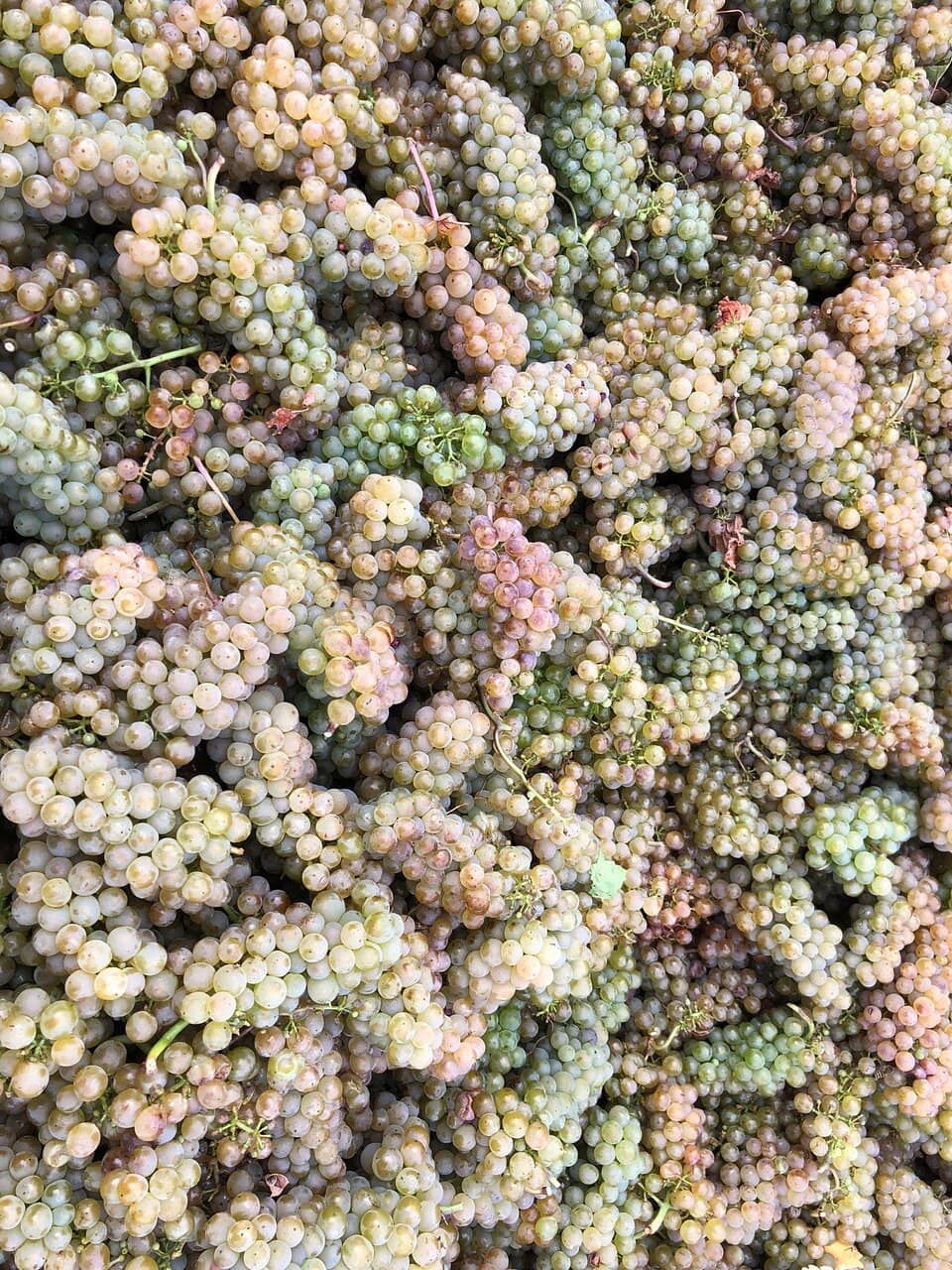 Ice Wine Experience