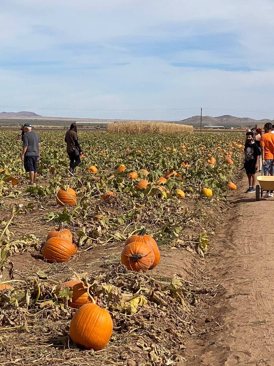Artisan Bakery Delights