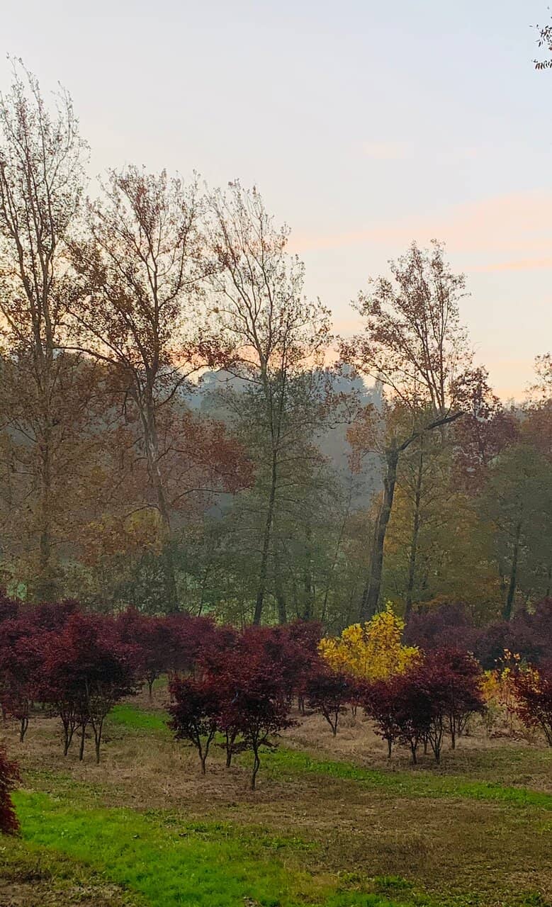 Rustic Village Restaurants