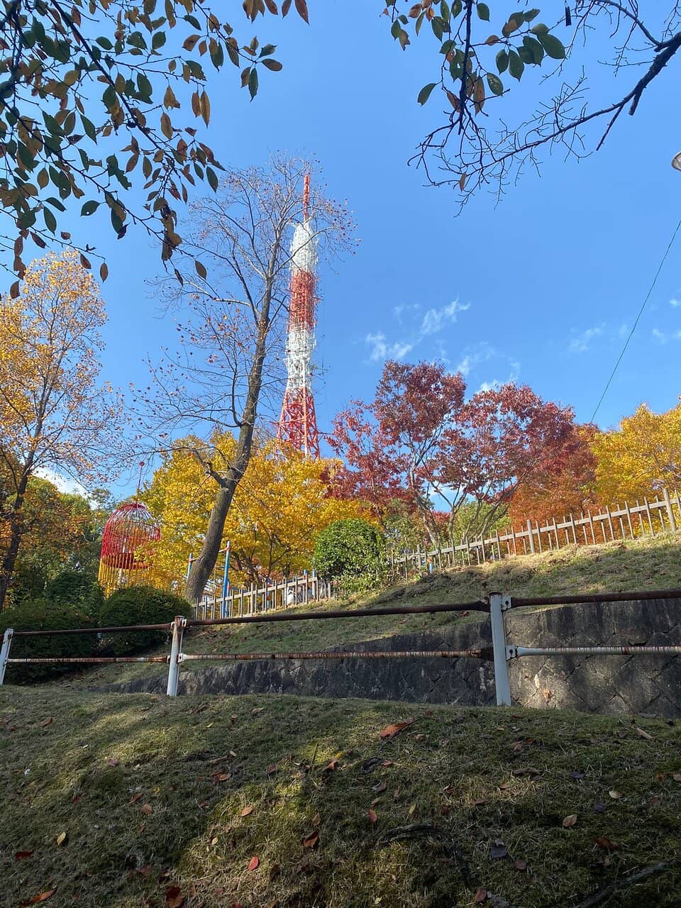 Seasonal Cherry Blossoms