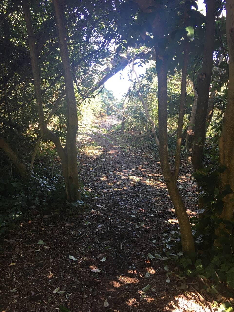 Scenic Trail to the Sound