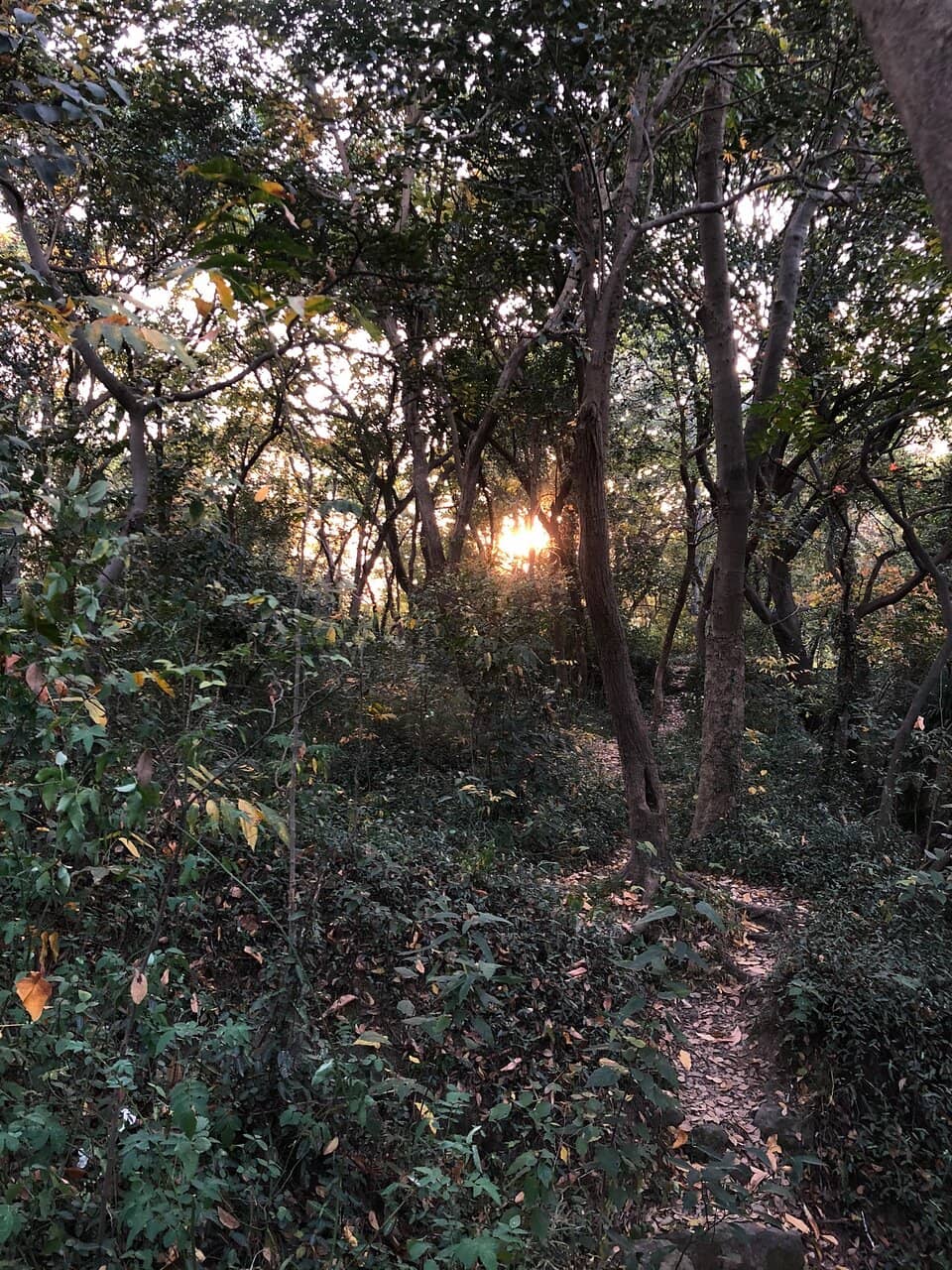 Tranquil Natural Atmosphere