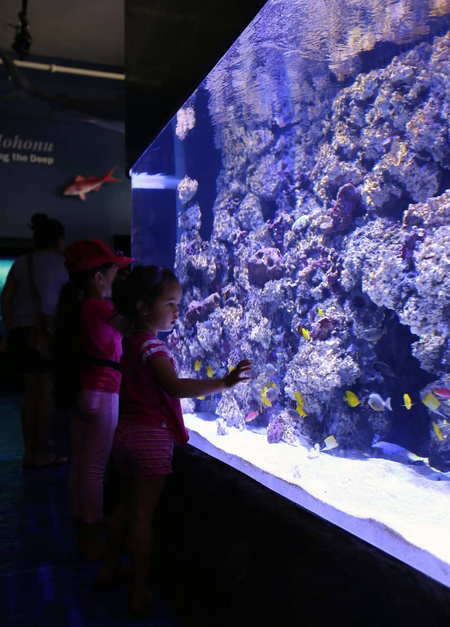 Vibrant Aquarium