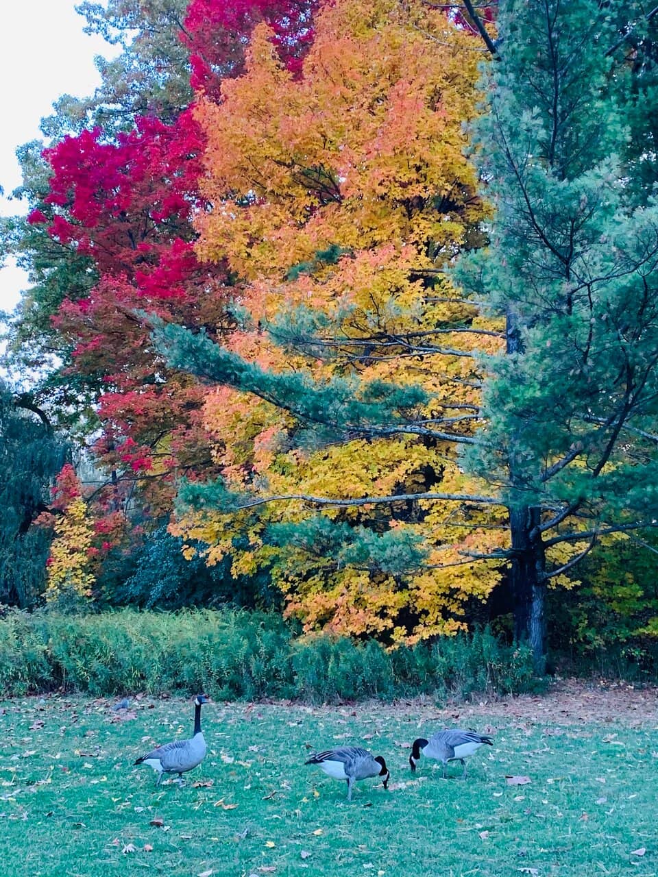 Oakville Marina Views