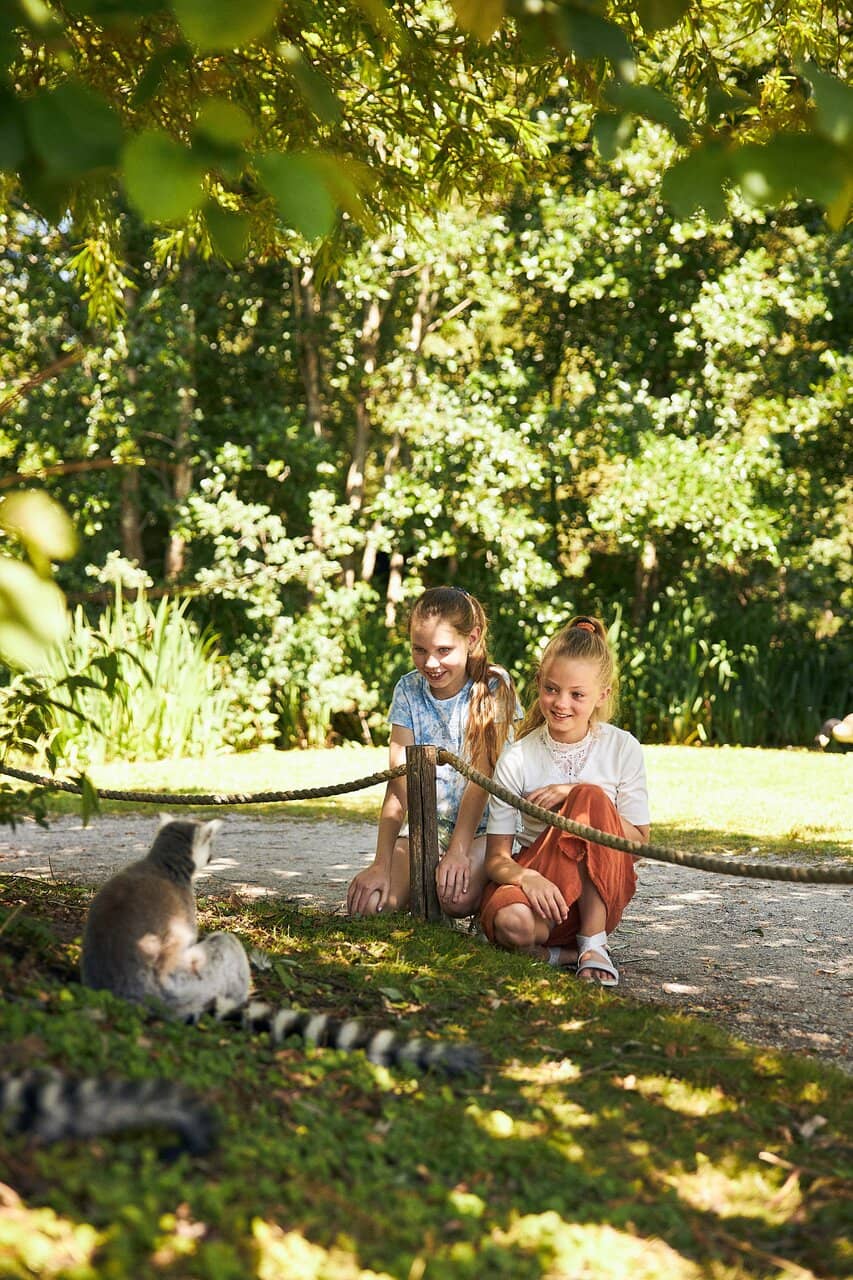 Tiger Cubs