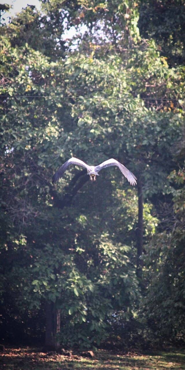 Wildlife Spotting Opportunities