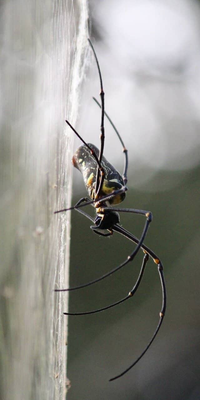 Dense Forest Exploration