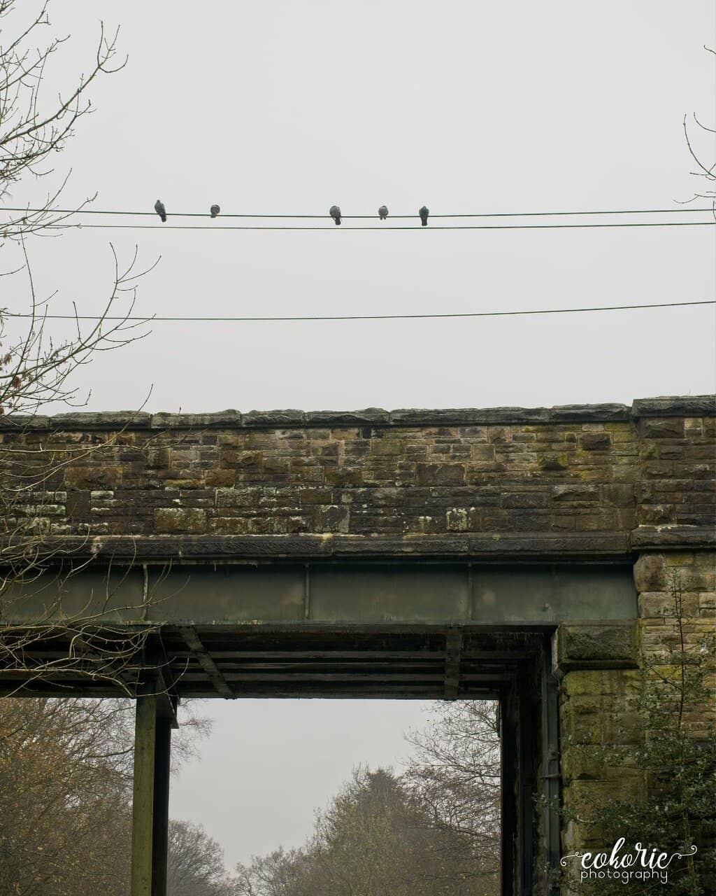 Cheshire Plain Vistas