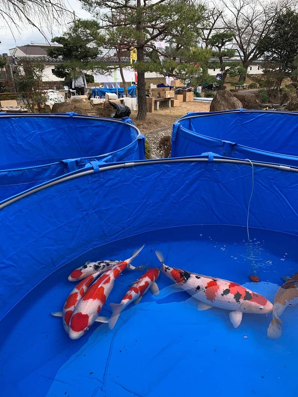 Carp-Filled Moat