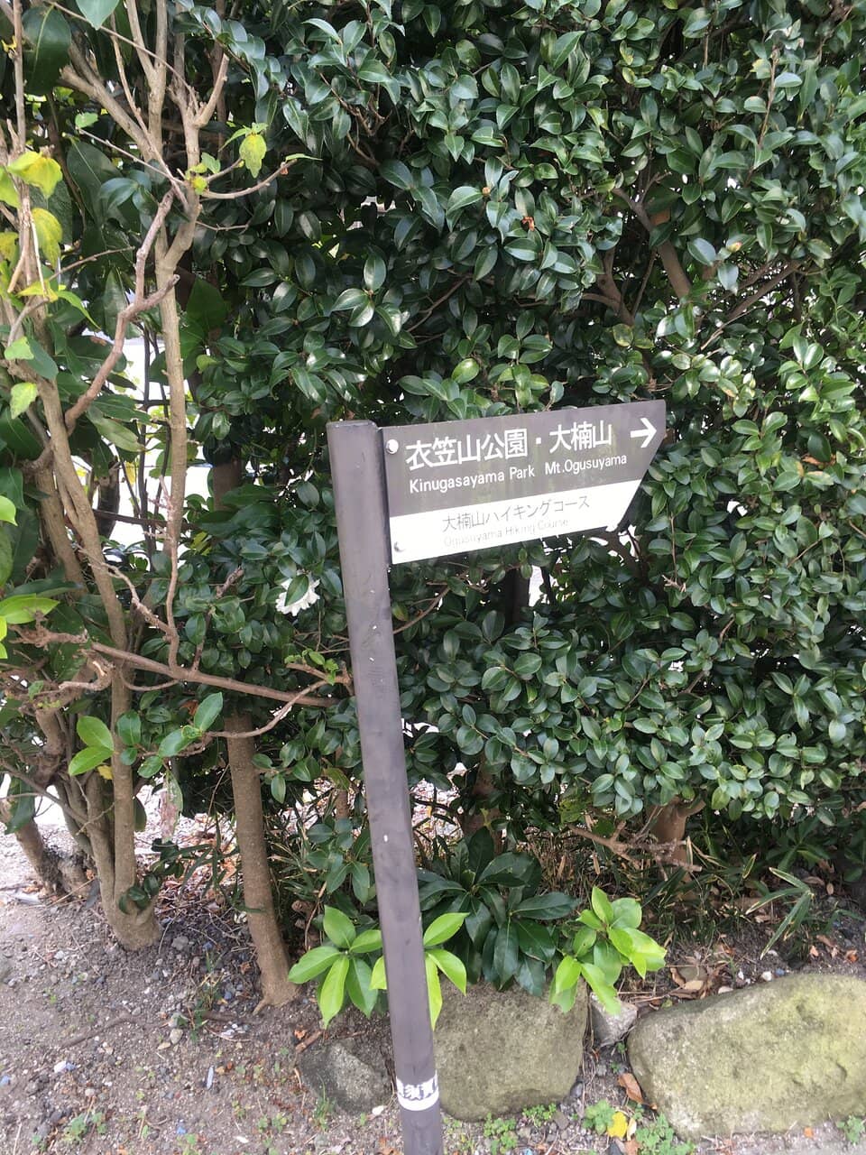 Cherry Blossom Spectacle