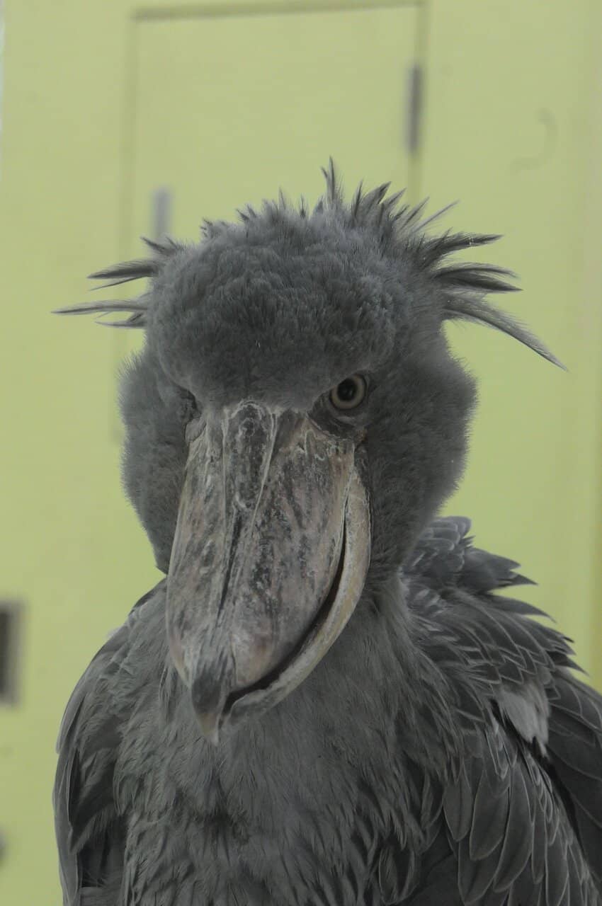 Nature-Based Enclosures