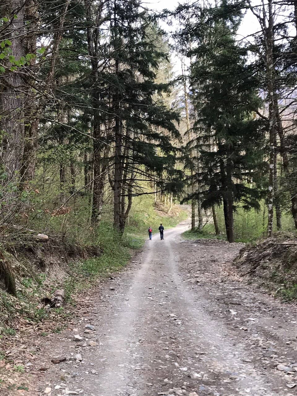 The Forested Ascent