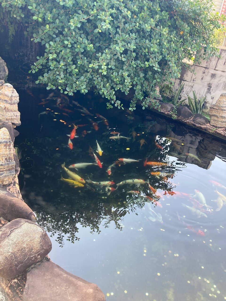 Peaceful Tortoise and Koi Pond