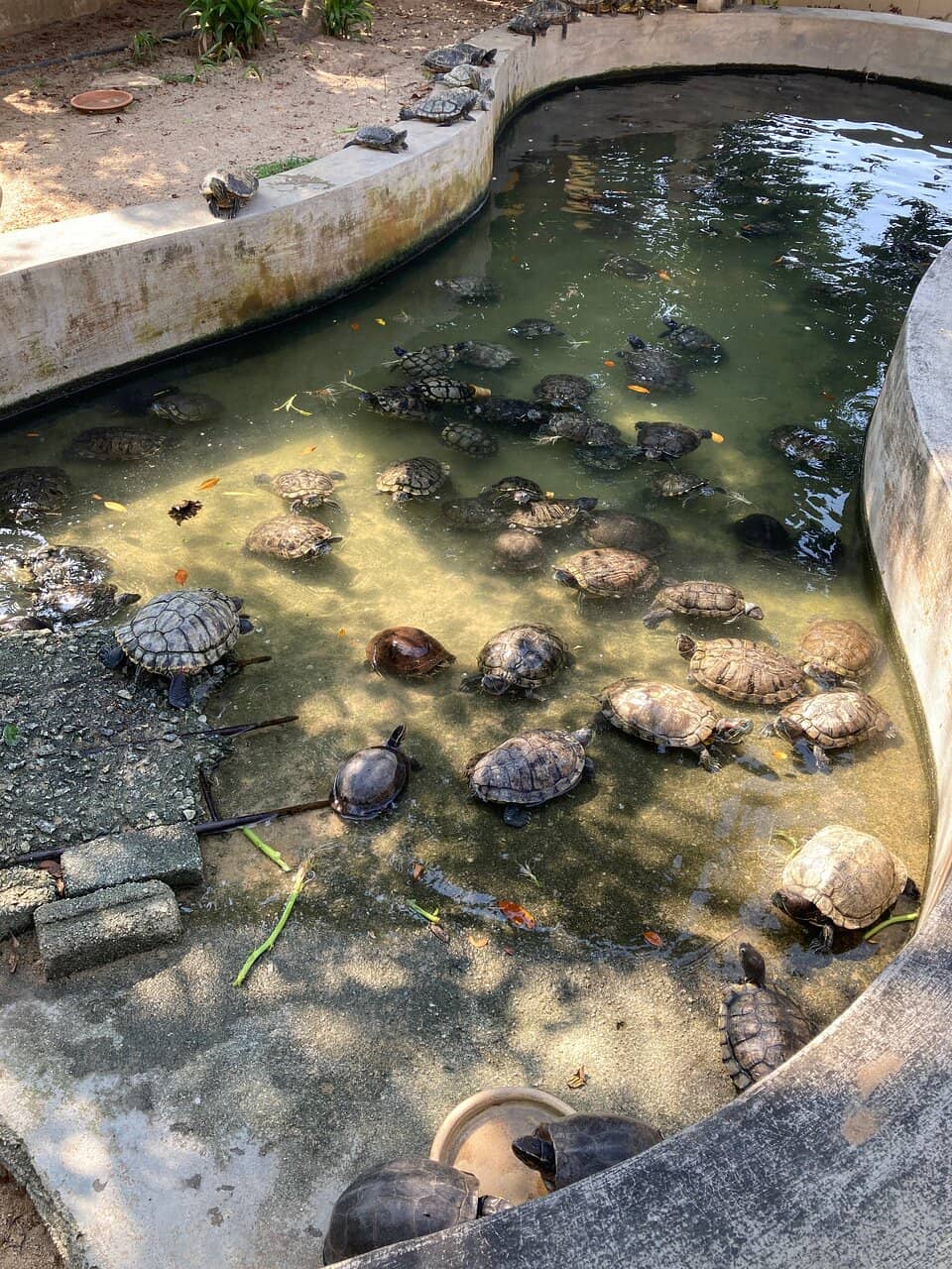 Guan Yin and Monkey King Deities