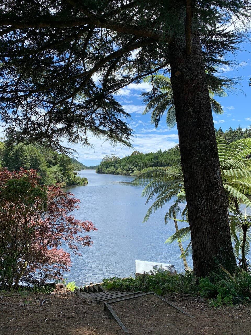 Picnic Areas with Japanese Cedars