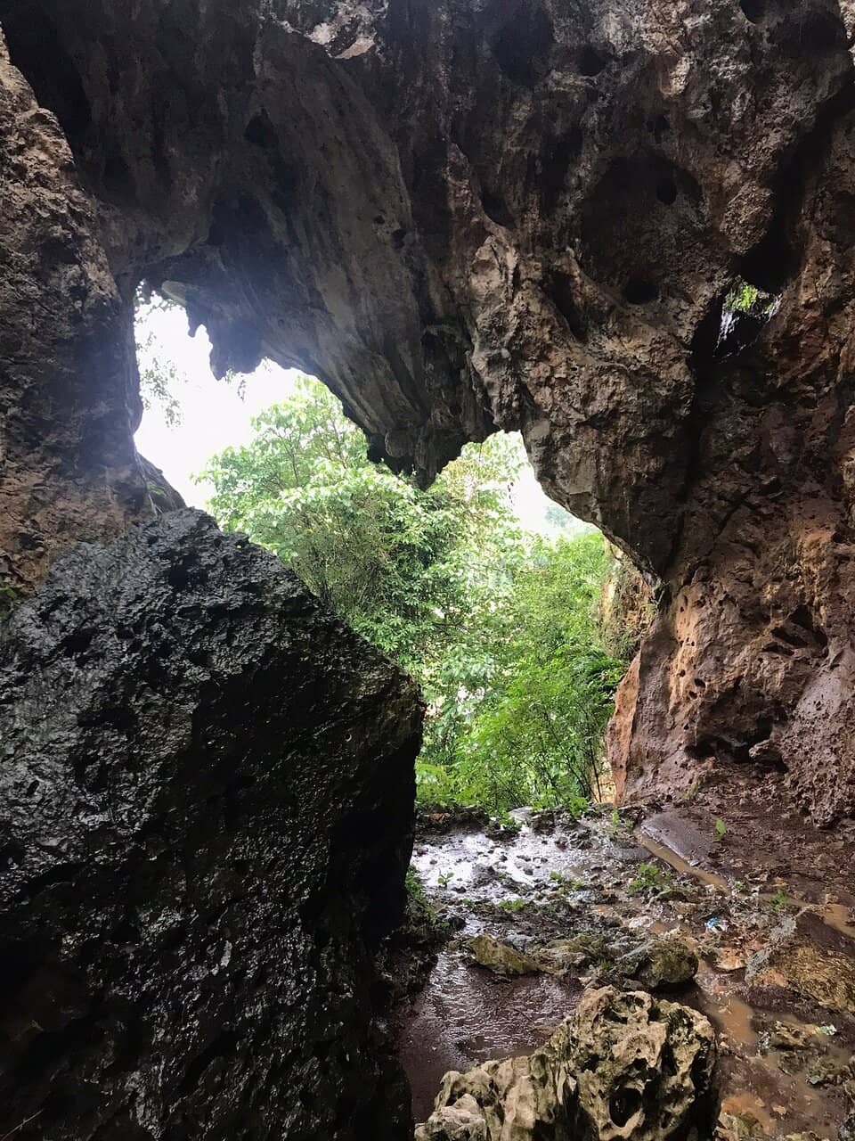 Bat Colony