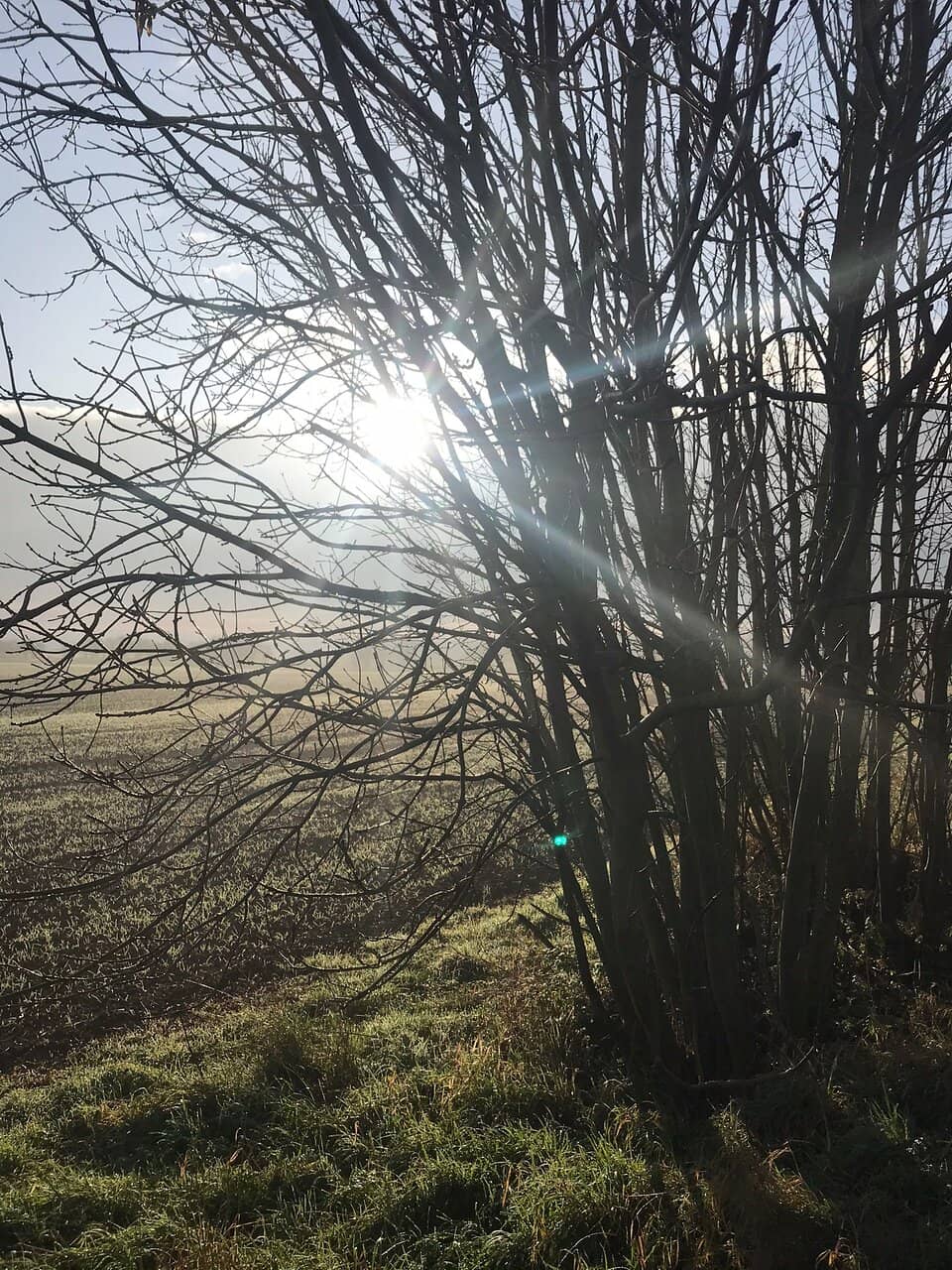 Wildflower Spectacle