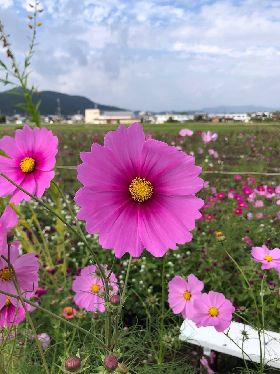 Local Produce Market