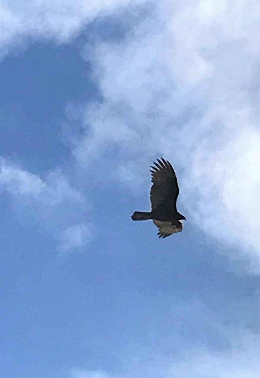 Wildlife Spotting