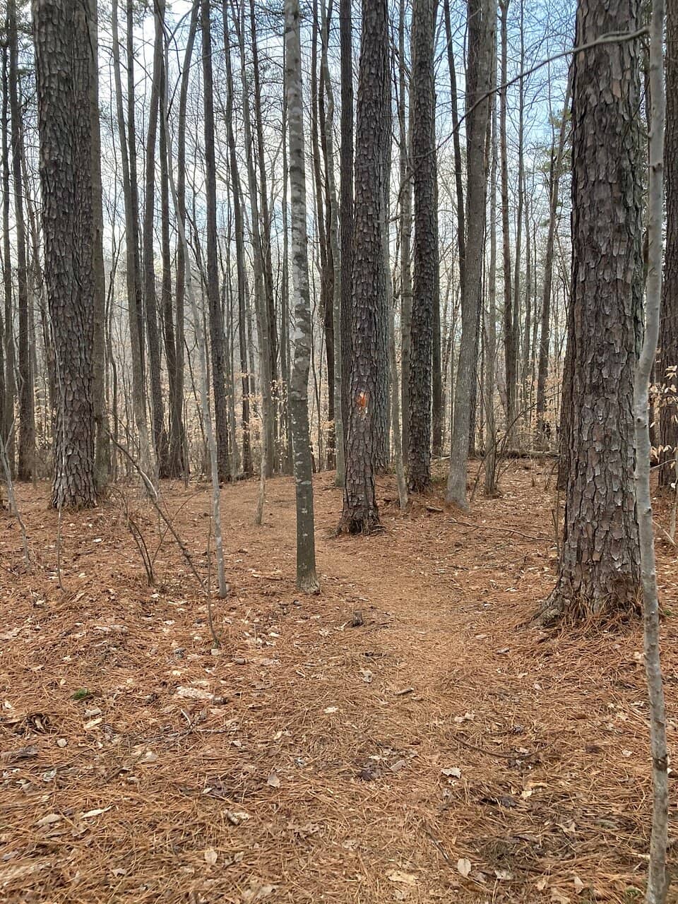 Laurel Hill Loop Trail