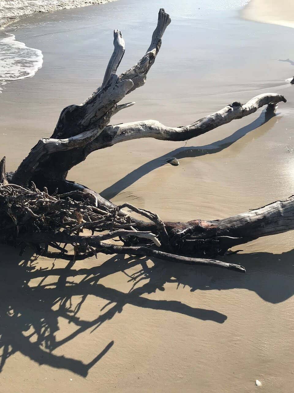 Wildlife Viewing Opportunities