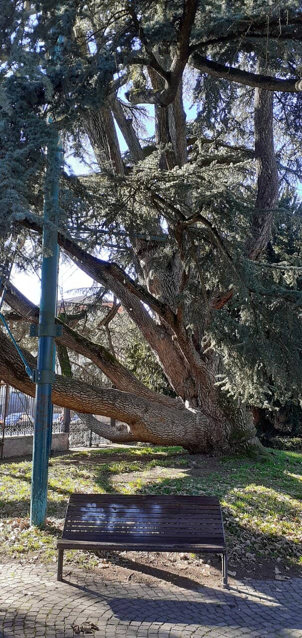 Centennial Trees