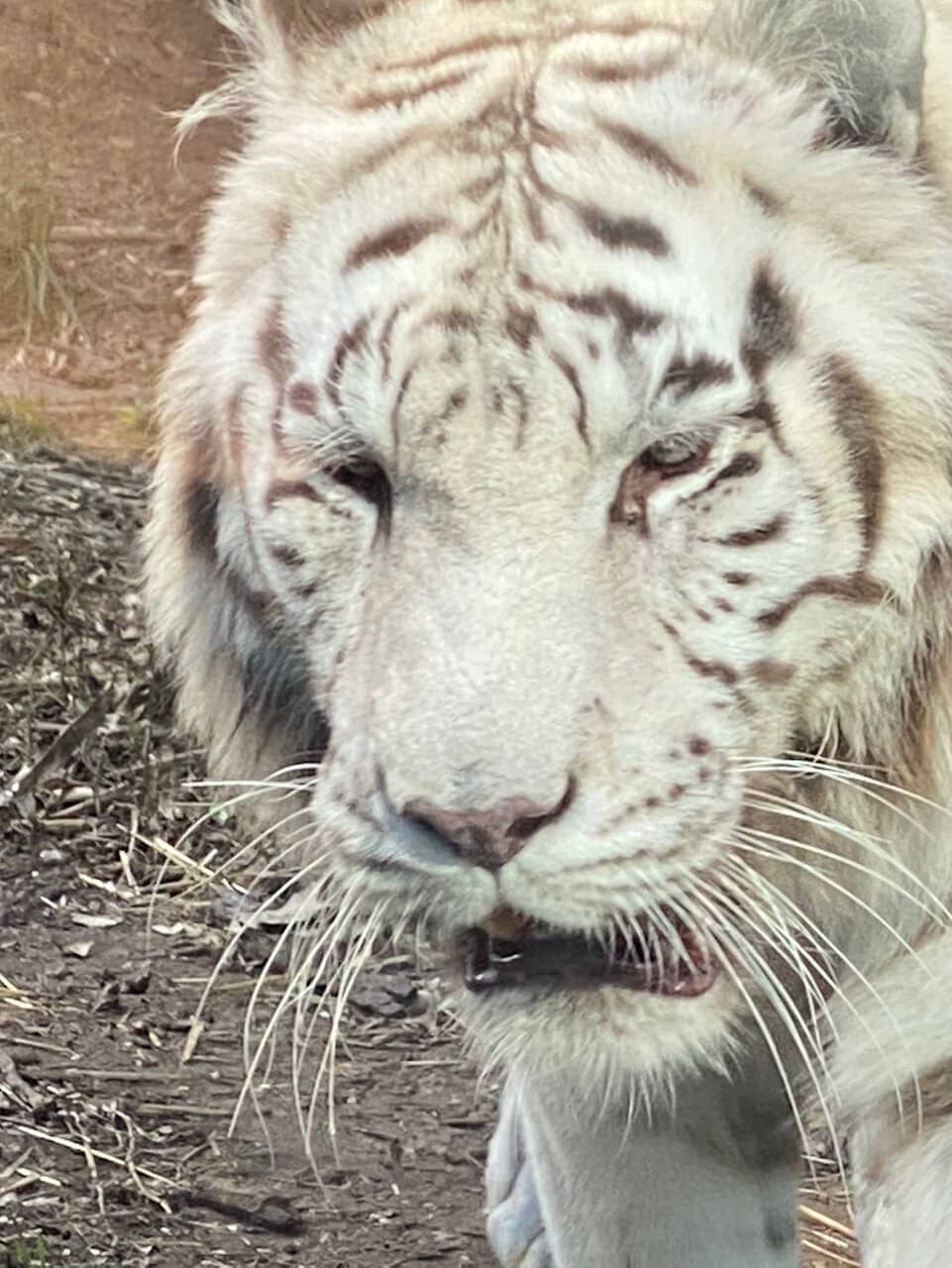 Kala the Baby Tiger