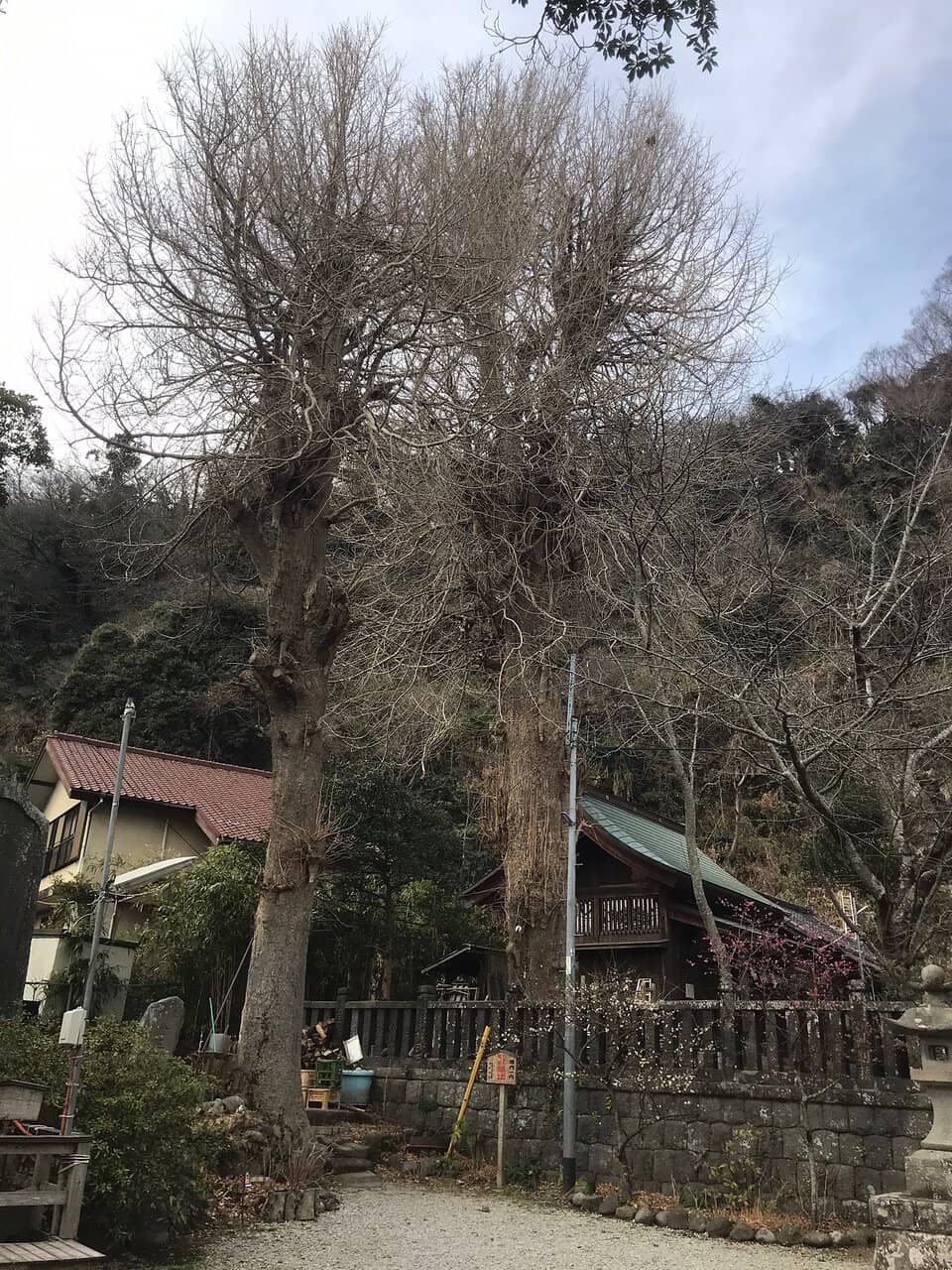 The Shrine's Wise Cat