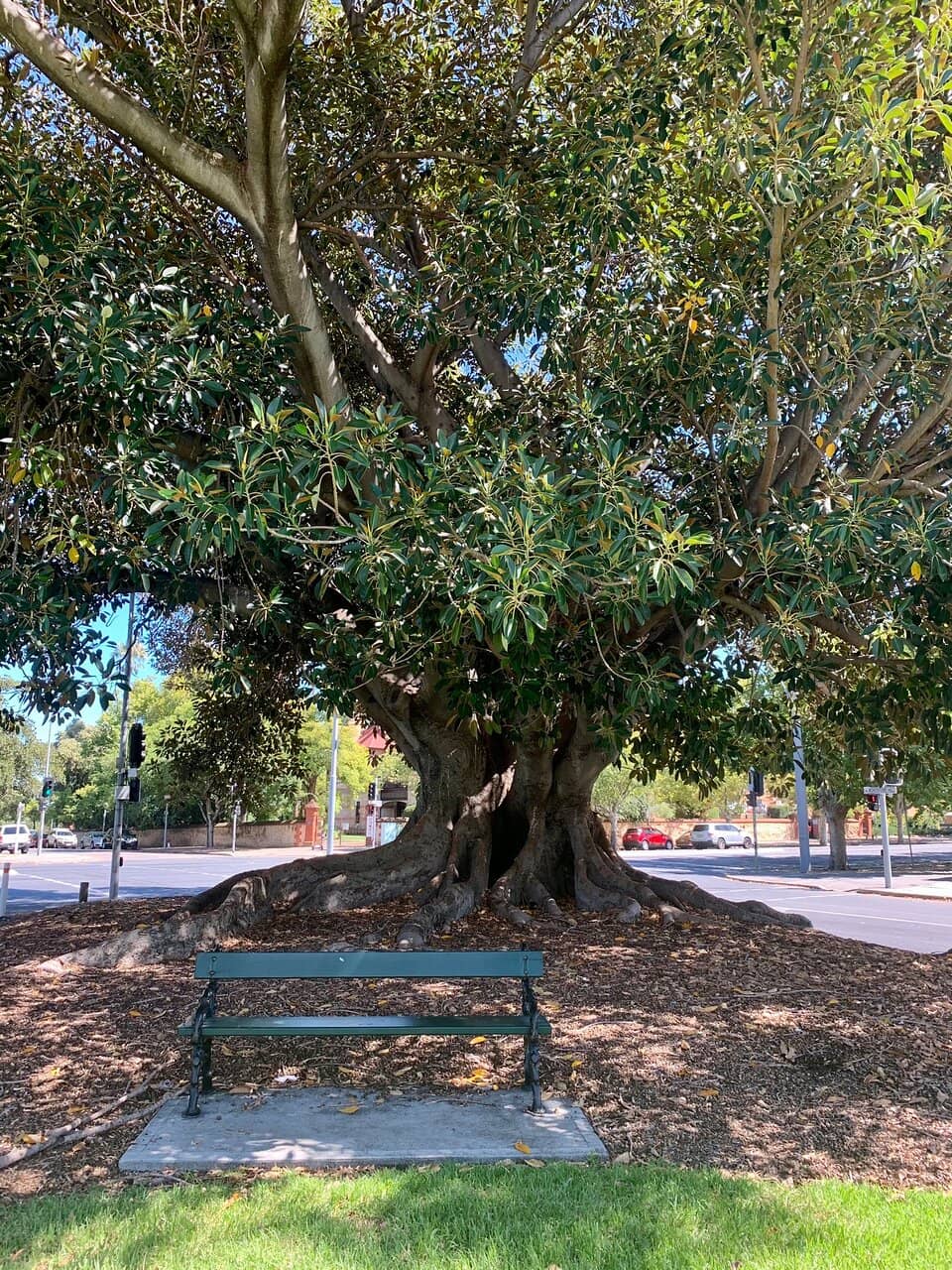 Colonel Light Statue