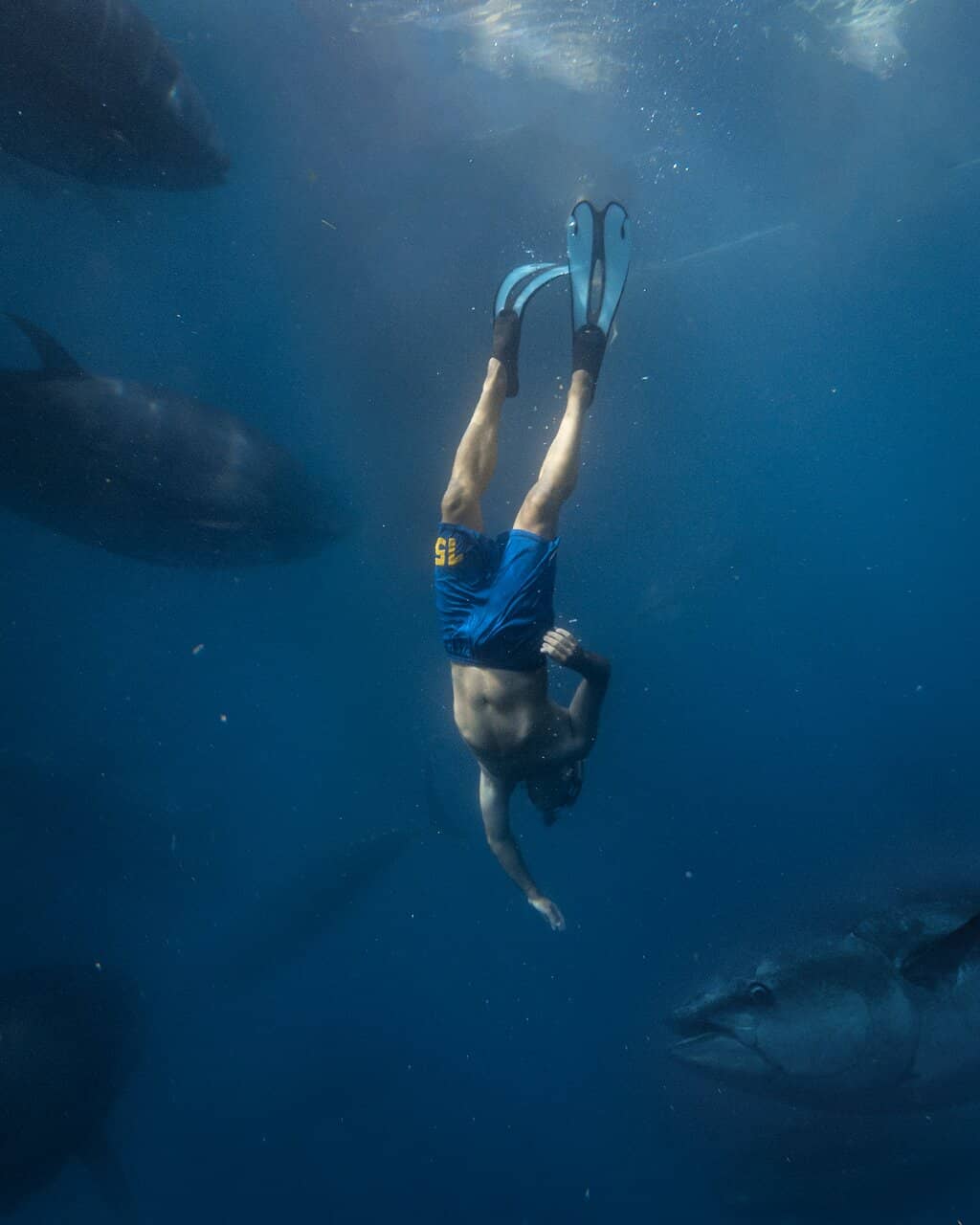 Tuna Tasting Experience