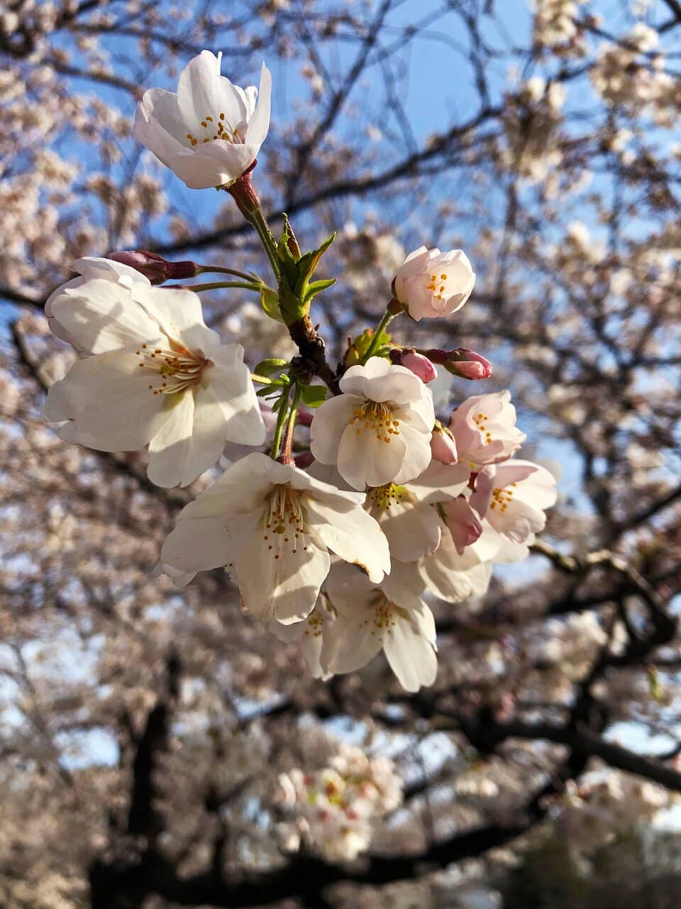 Cherry Blossoms