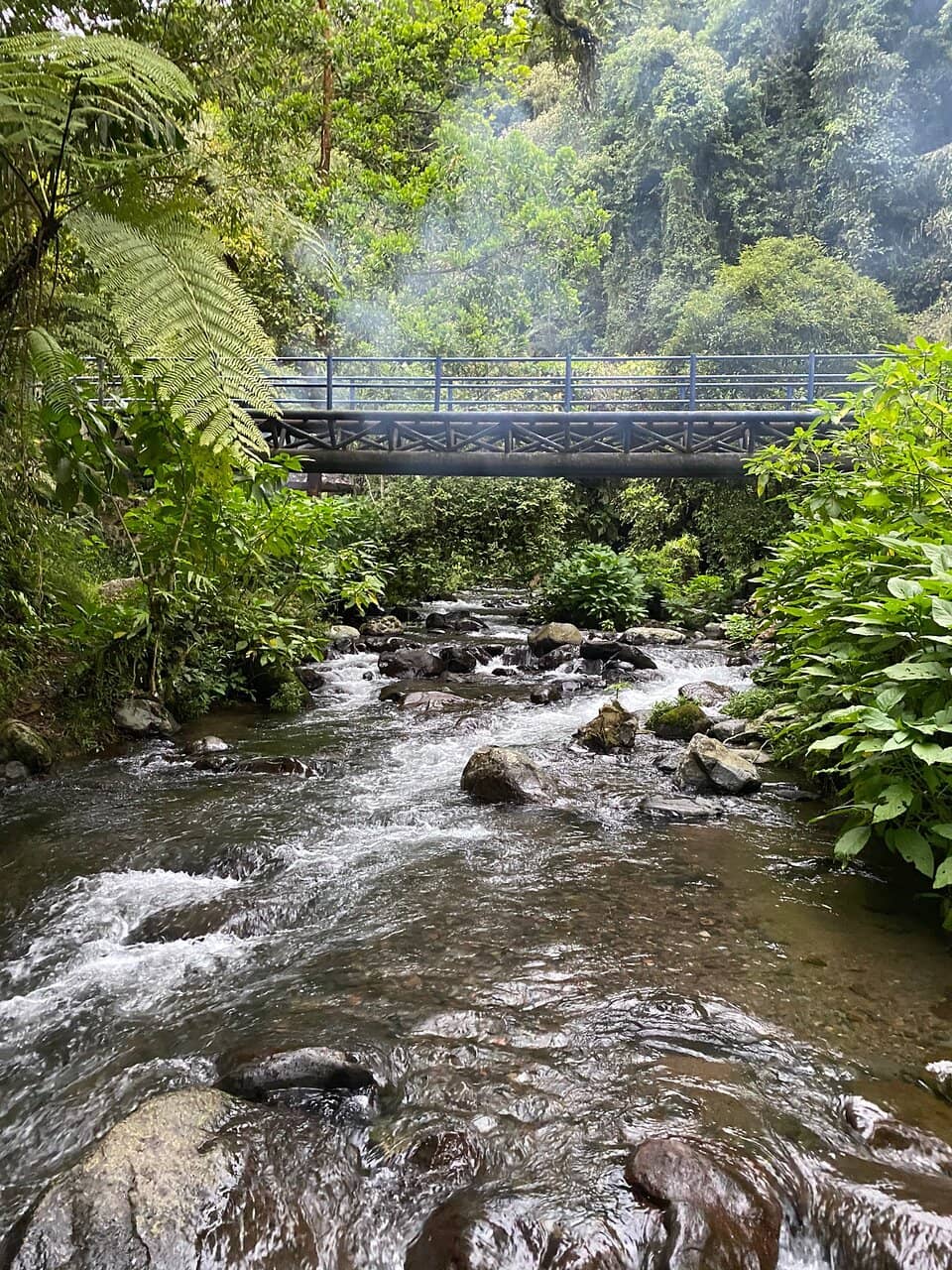 Rainforest Picnic Spots