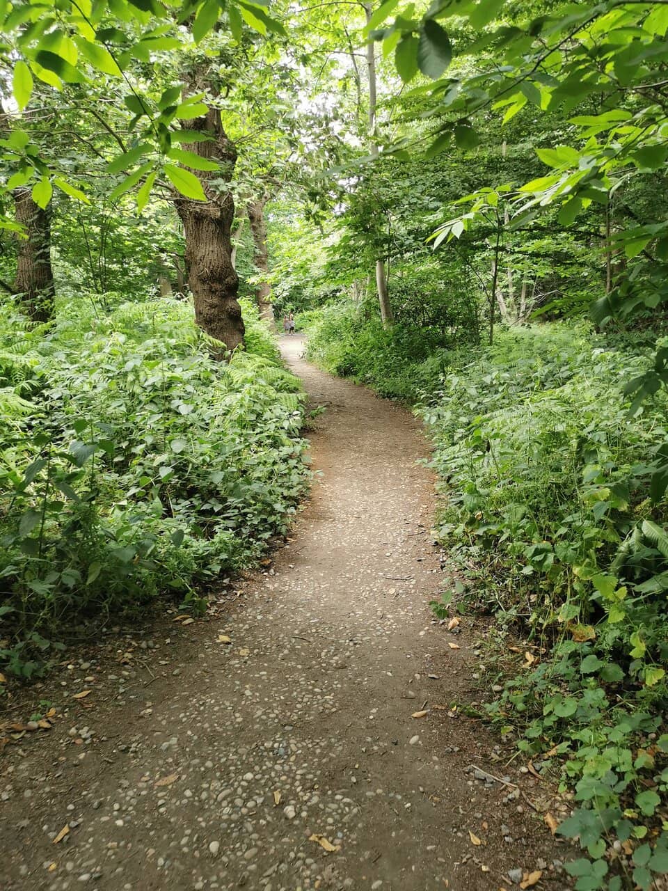 Fairy Trail Discovery