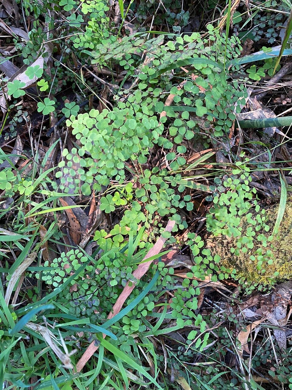 Babbling Creek Walk
