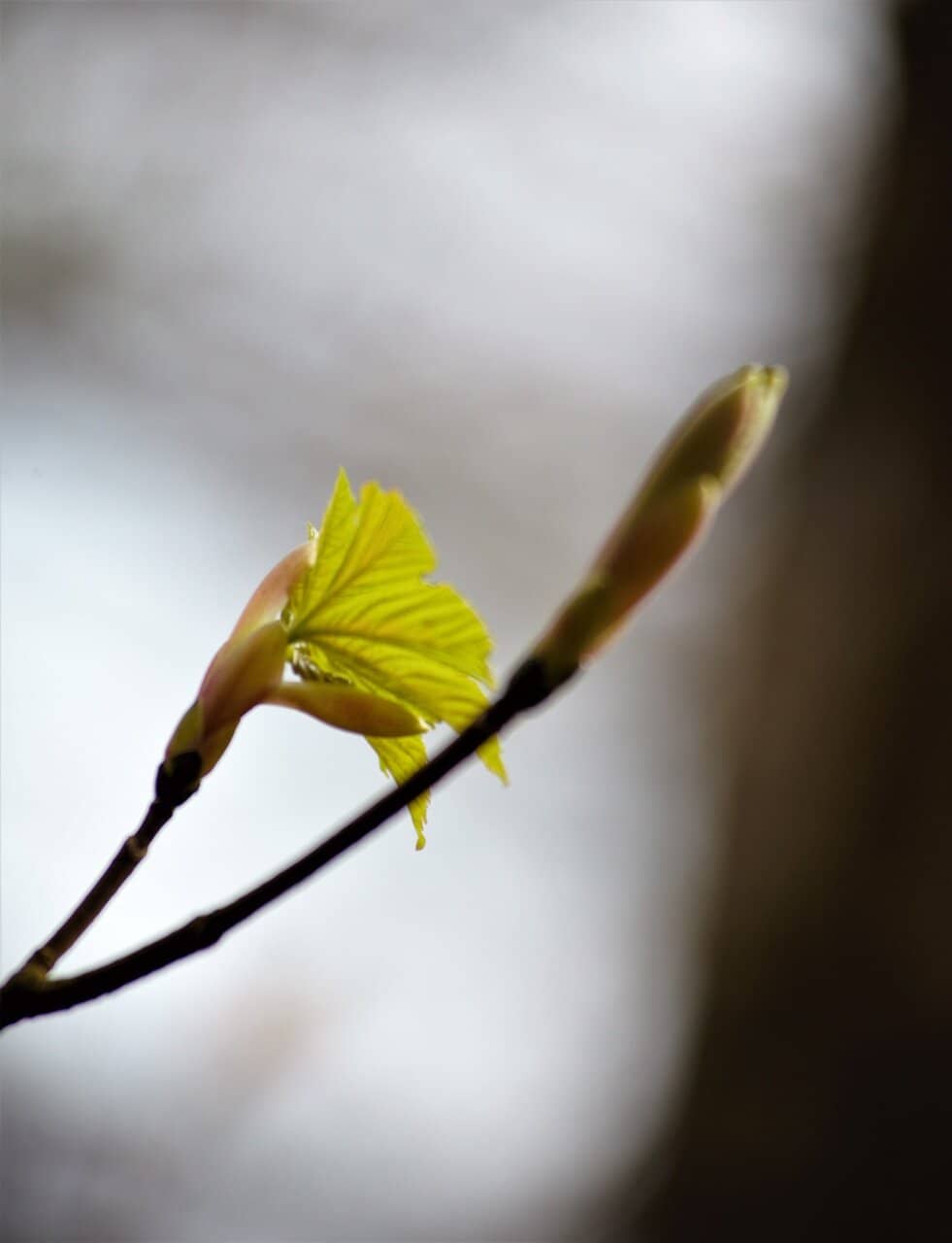 Birdwatching Opportunities