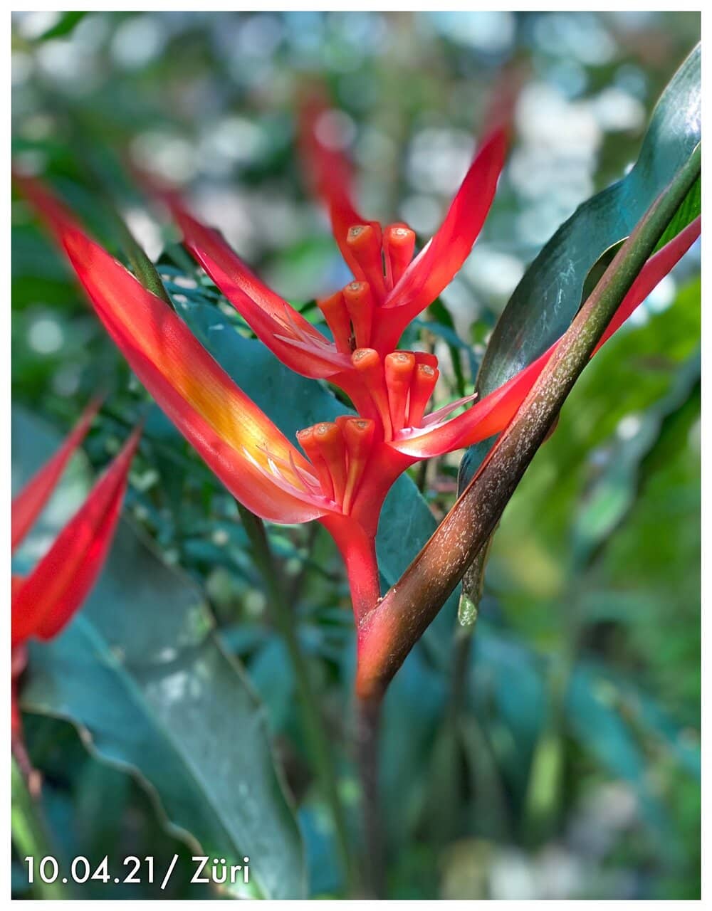 Vast Succulent Collection